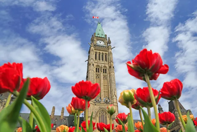 A stock photo of parliment building with poppeys in the foreground.